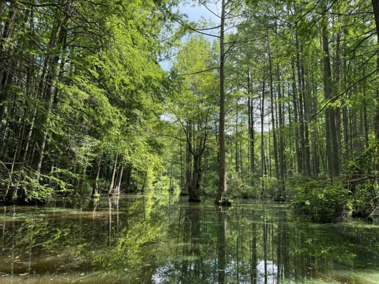 Ohio Champion Trees in Delaware County USD Lewis Center